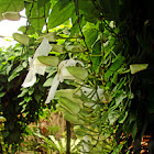 Laurel clock vine
