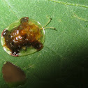 Tortoise Beetle