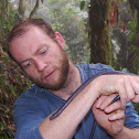 Cayenne Caecilian