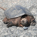 Common Snapping Turtle