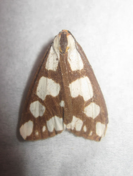 Spotting Image 1