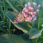 Monarch butterfly