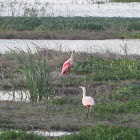 Roseate Spoonbill
