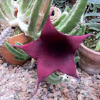 Stapelia