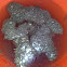 Houston toad eggs