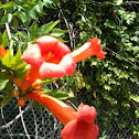 Trumpet Creeper Vine