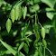 Northern Sea Oats
