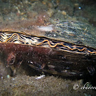 Clam