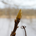 Bitternut Hickory