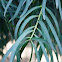 Mañío de Hojas Largas / Willow-leaf Podocarp