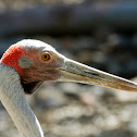 Brolga