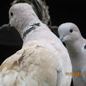  Eurasian Collared-Dove