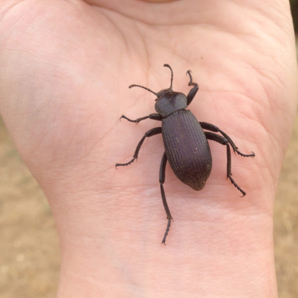 Darkling Beetle Project Noah