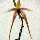 Orchid