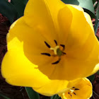 Tulip