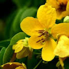 Cassia