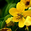 Cassia