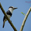 White Necked Puffbird