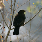 Common Blackbird