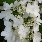 Climbing Hydrangea