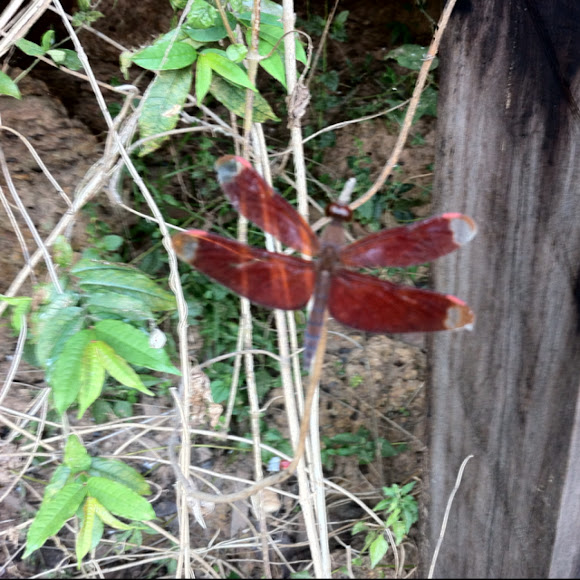 Spotting Image 1