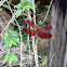 Red grasshawk dragonfly