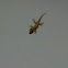 House Gecko