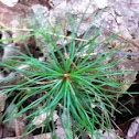 white pine