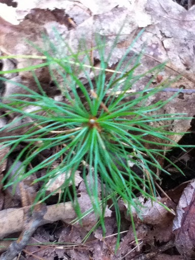 Spotting Image 1