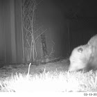 Virginia Opossum