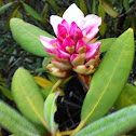 Rhododendron