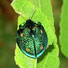 Tortoise beetle