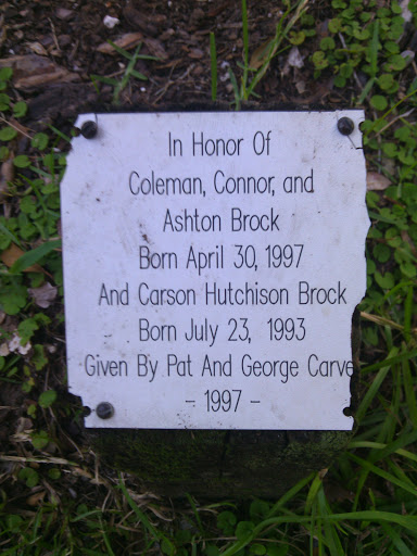 Coleman Connor Ashton Memorial Tree