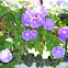 Morning glory