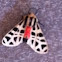 Virgin Tiger Moth