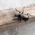 Darkling Beetle
