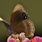 blue-banded eggfly