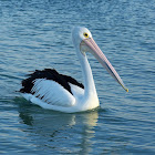 Australian Pelican
