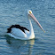 Australian Pelican