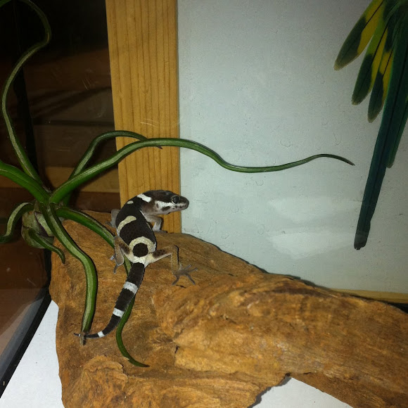 Spotting Image 1