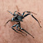 jumping spider