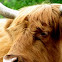 Highland cattle