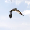 Pied Avocet, Black-capped Avocet, Eurasian Avocet or just Avocet