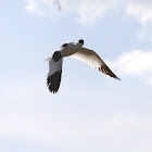 Pied Avocet, Black-capped Avocet, Eurasian Avocet or just Avocet
