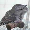  Tawny Frogmouth