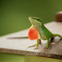 Carolina Anole