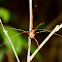 Harvestman