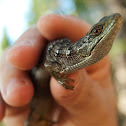 California Alligator Lizard