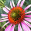 Echinacea 