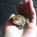 American Toad